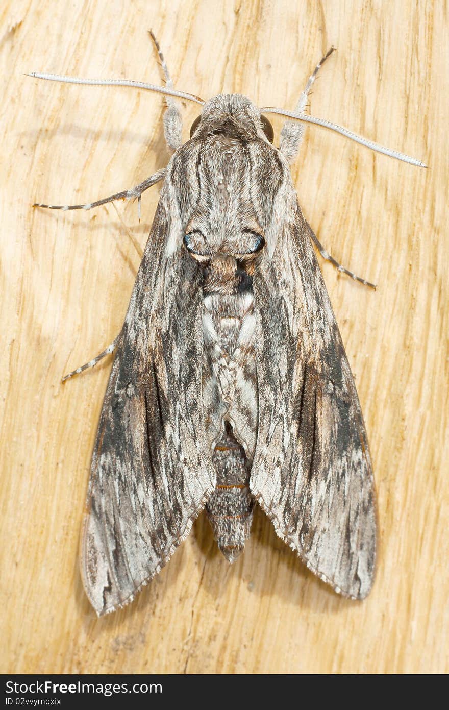 Agrius convolvuli / convolvulus hawk-moth