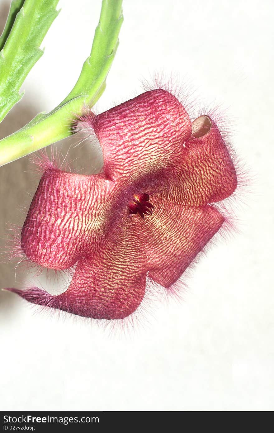 Stapelia gigantea / carrion flowerv isolated on white background