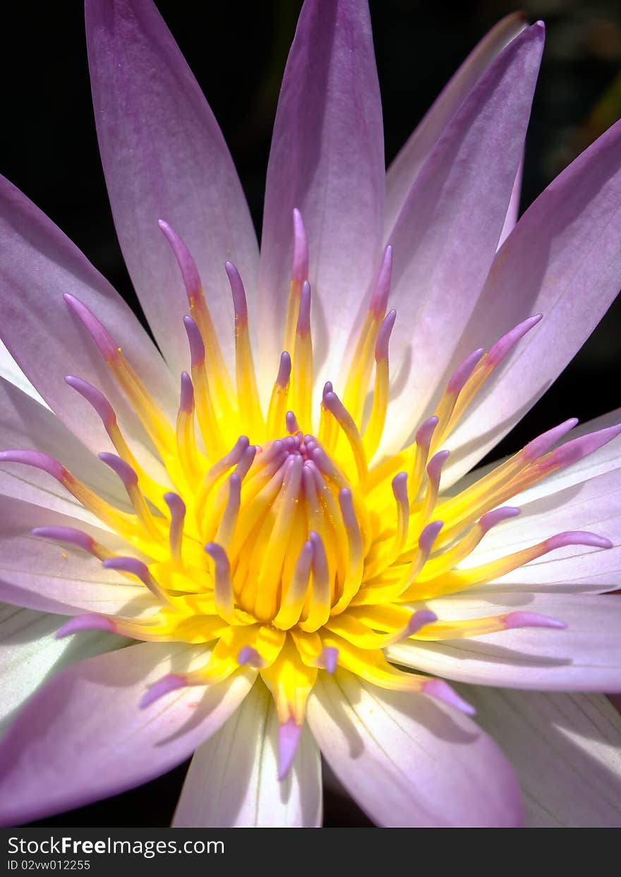 Close-up Detail of pink lotus