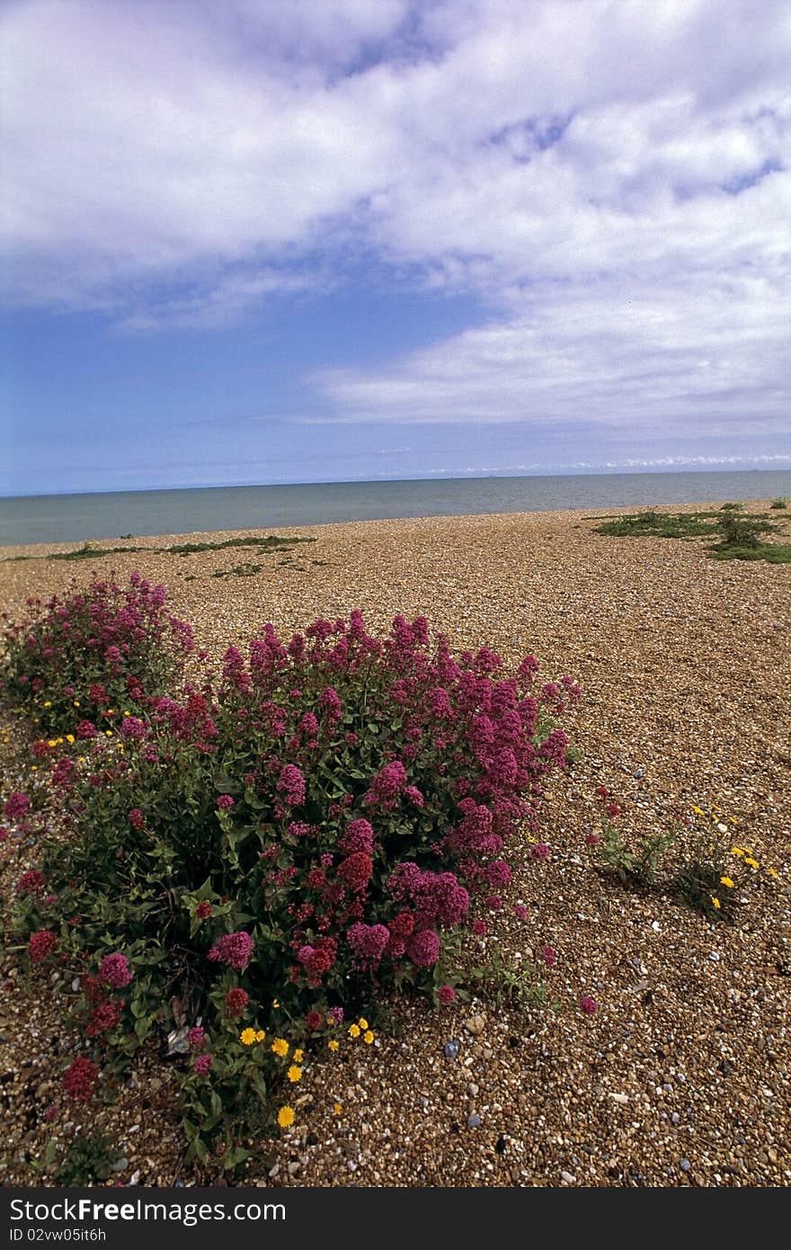 Flowers decorating beach