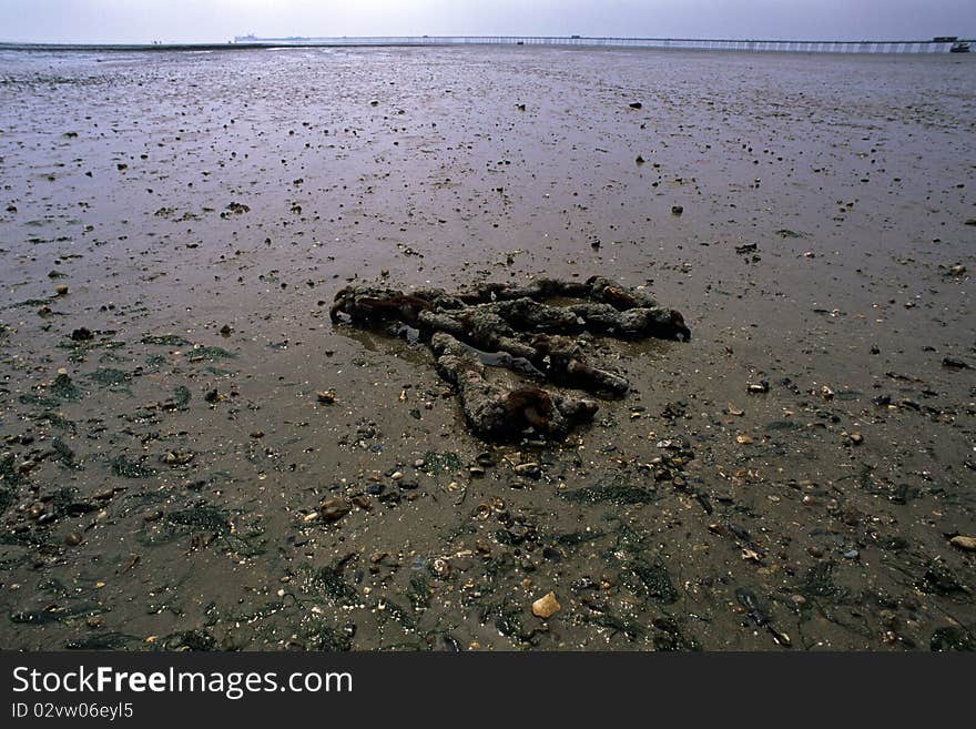 Coast of northern sea