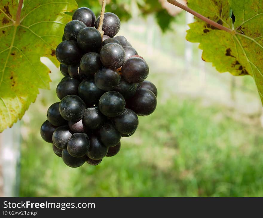 Fresh Purple grape from Vineyard. Fresh Purple grape from Vineyard