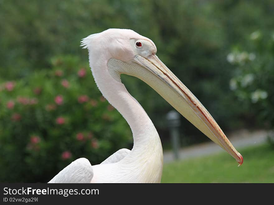 A pelican's profile, shot at the garden. A pelican's profile, shot at the garden