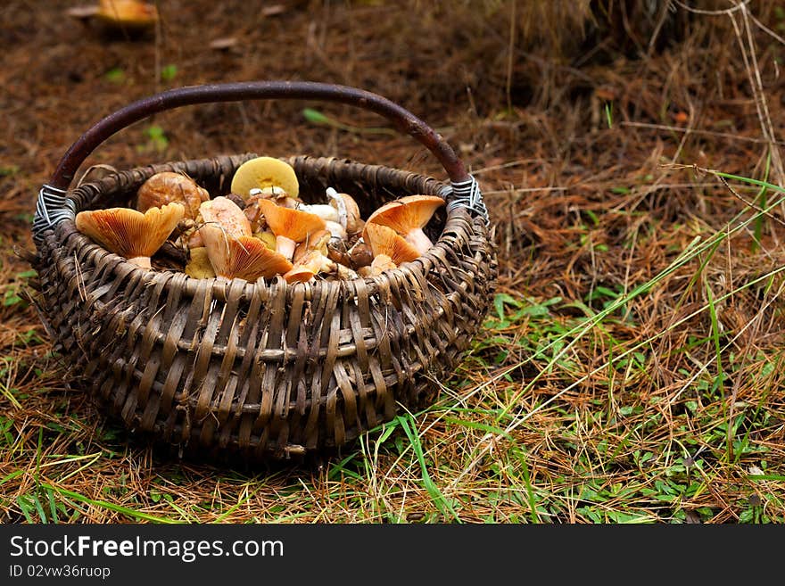 Basket with mushrooms