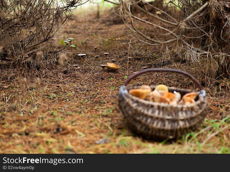 Basket with edible mushrooms