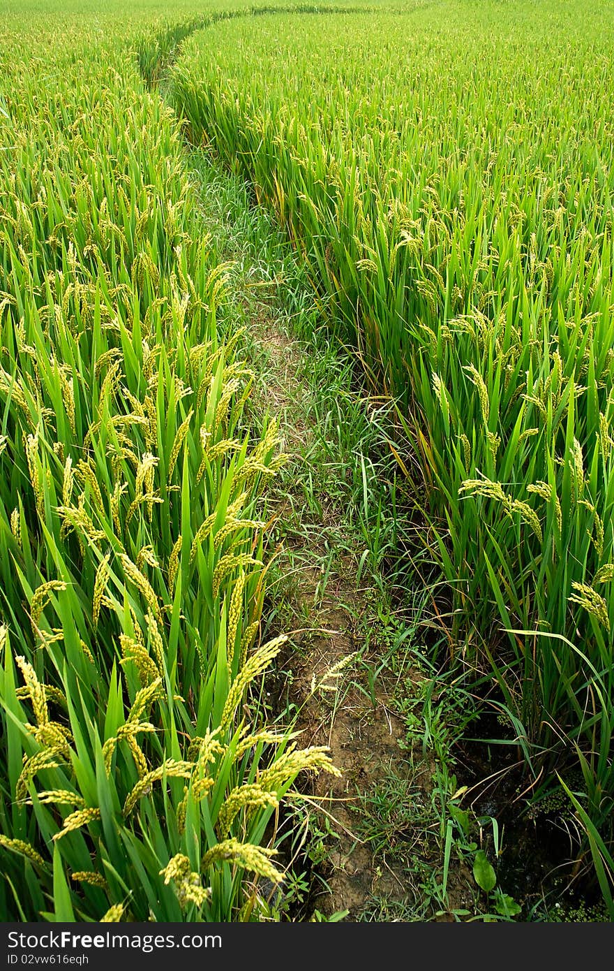 Rice Paddy In Autumn