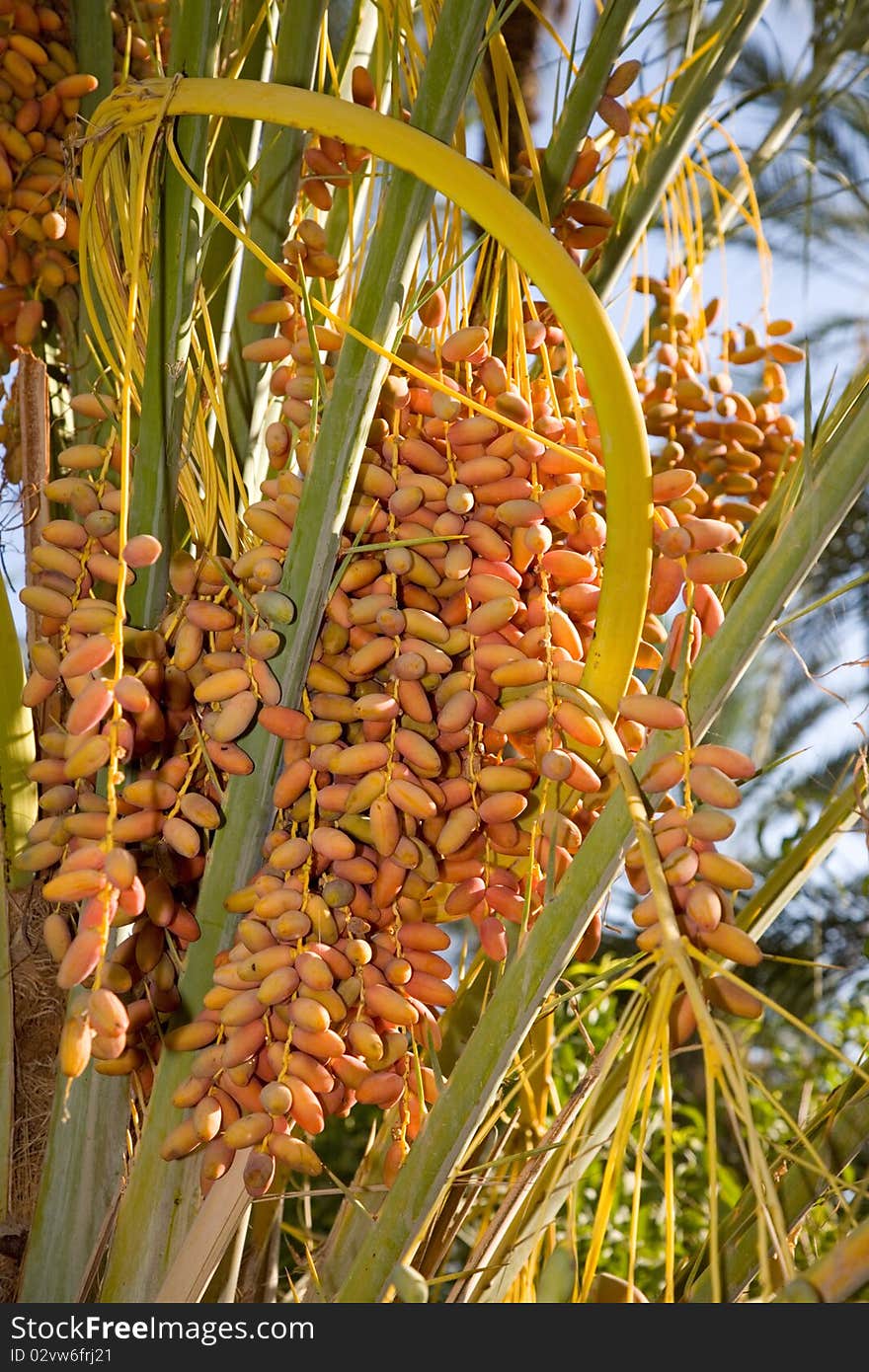 Date palm with sweet fresh dates. Date palm with sweet fresh dates.