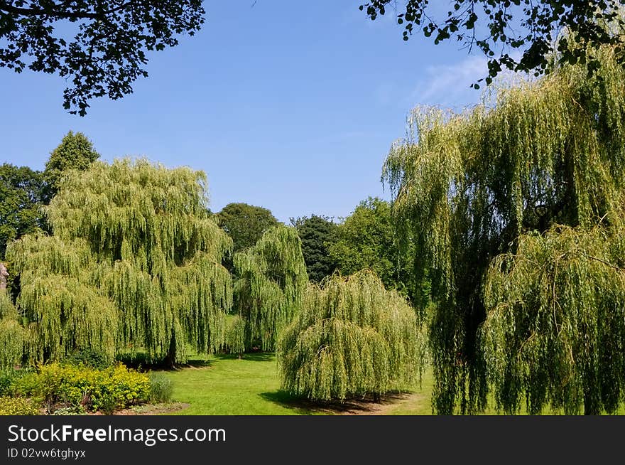 Weeping Willows