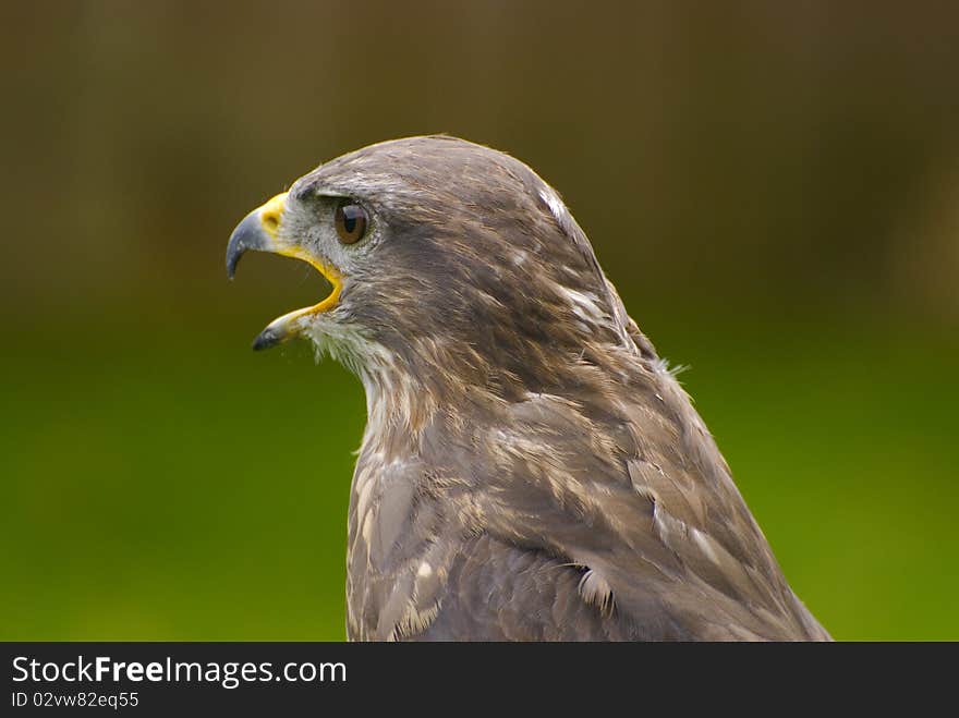 A falcon used for falconry