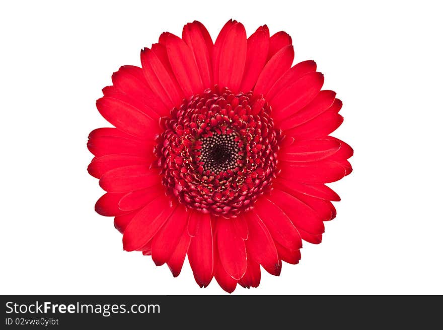 Perfect Red Gerbera, completely isolated on white background