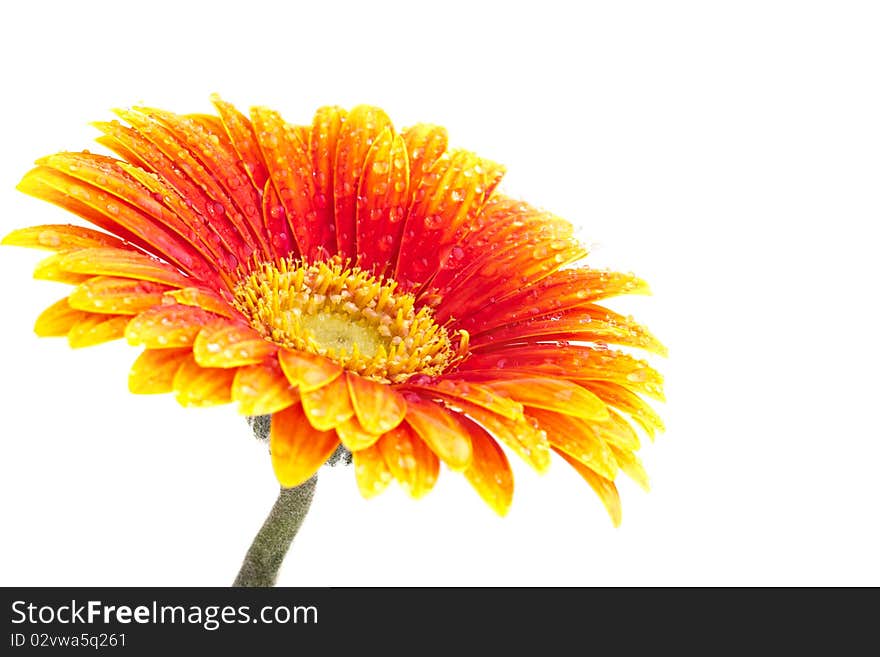 Perfect Orange Gerbera, completely isolated on white background