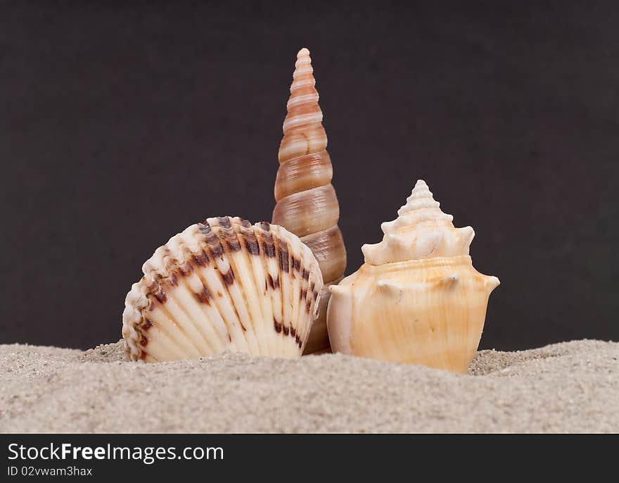 Seashells Sticking Up on White Sand. Seashells Sticking Up on White Sand