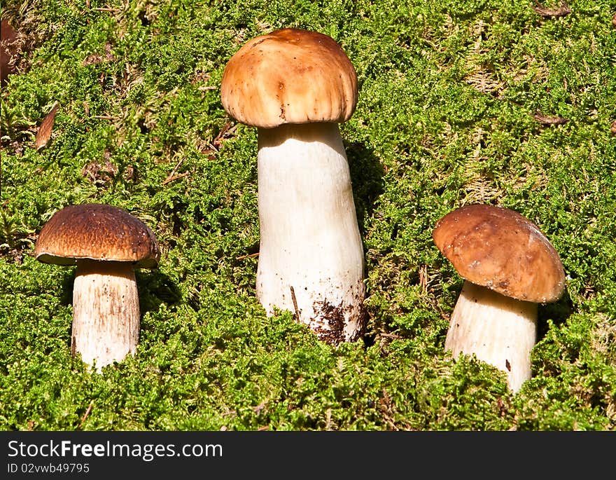 Mushrooms in moss