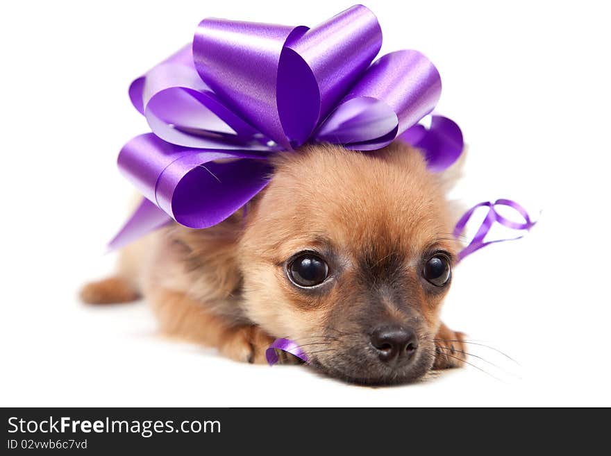 Chihuahua puppy with pink bow in front of a white background