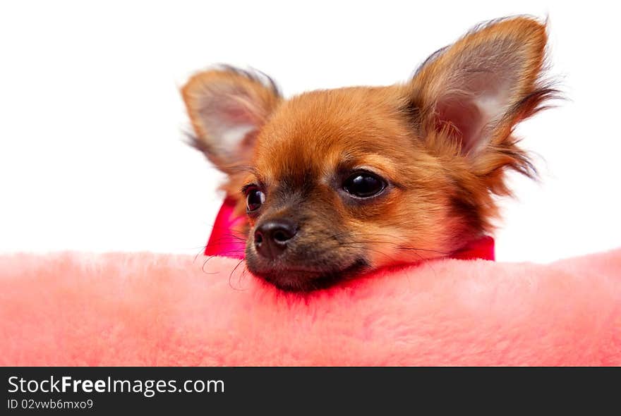 Portrait chihuahua puppy in front of a white background