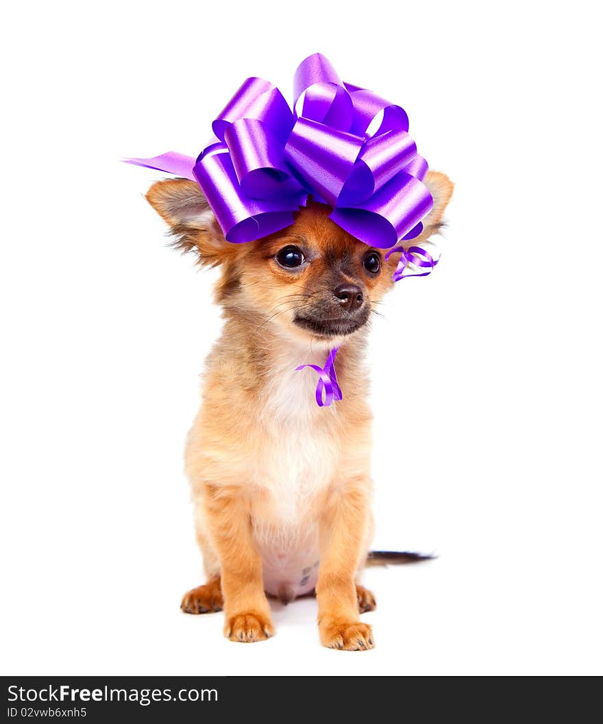 Chihuahua puppy with pink bow in front of a white background