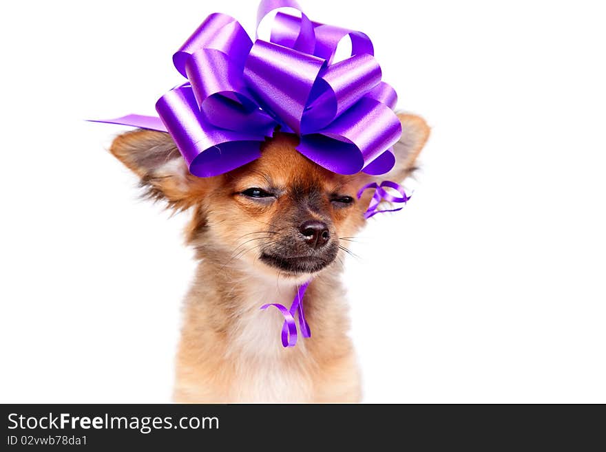 Portrait chihuahua puppy with pink bow in front of a white background