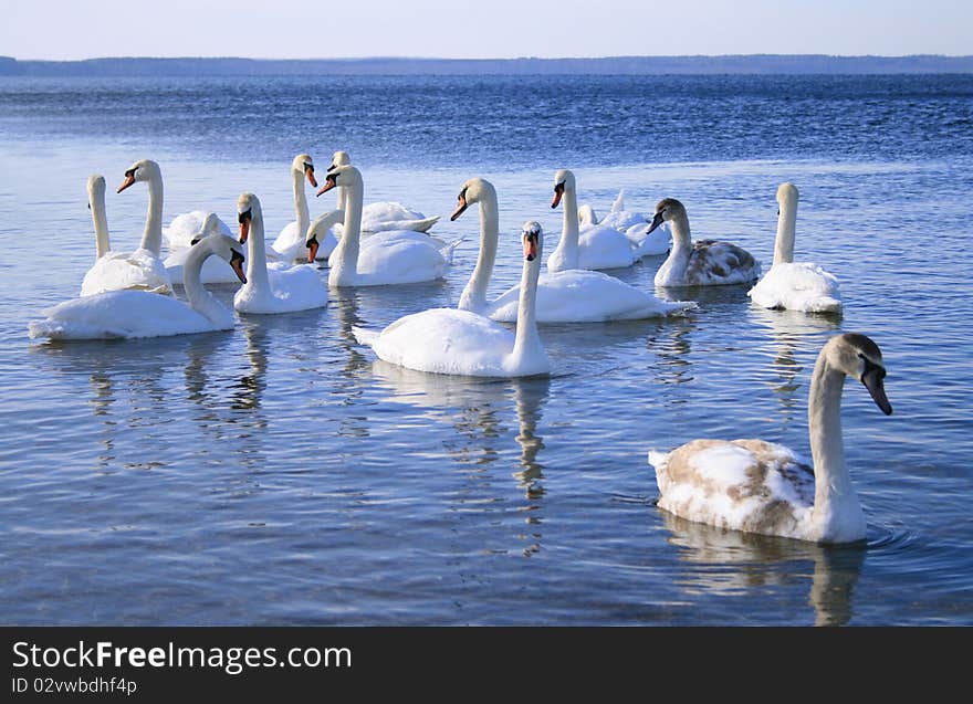 Flight of white swans in water one swan in the centre. Flight of white swans in water one swan in the centre