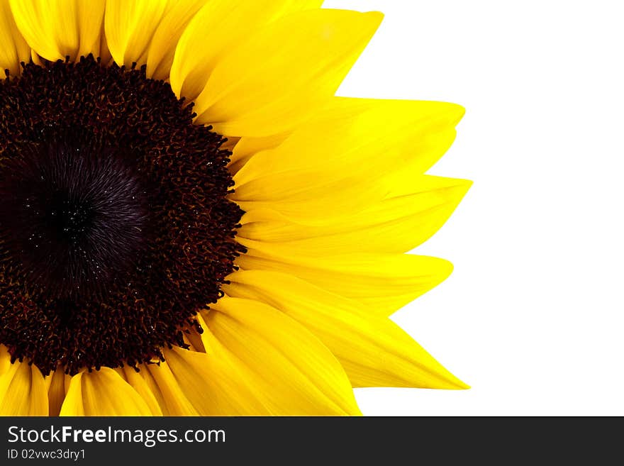 Perfect Sunflower, completely isolated on white background. Much Copyspace