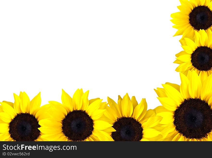 Perfect Sunflowers forming a Frame, much space for own text