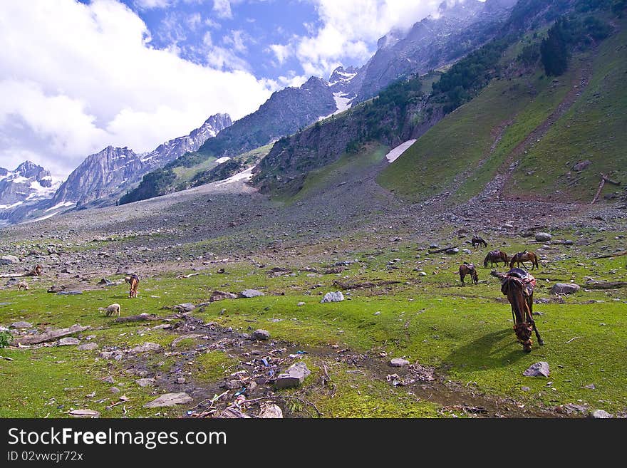 Horse and mountain