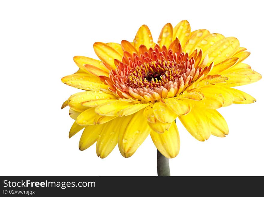 Perfect yellow gerber daisy, completely isolated on white background