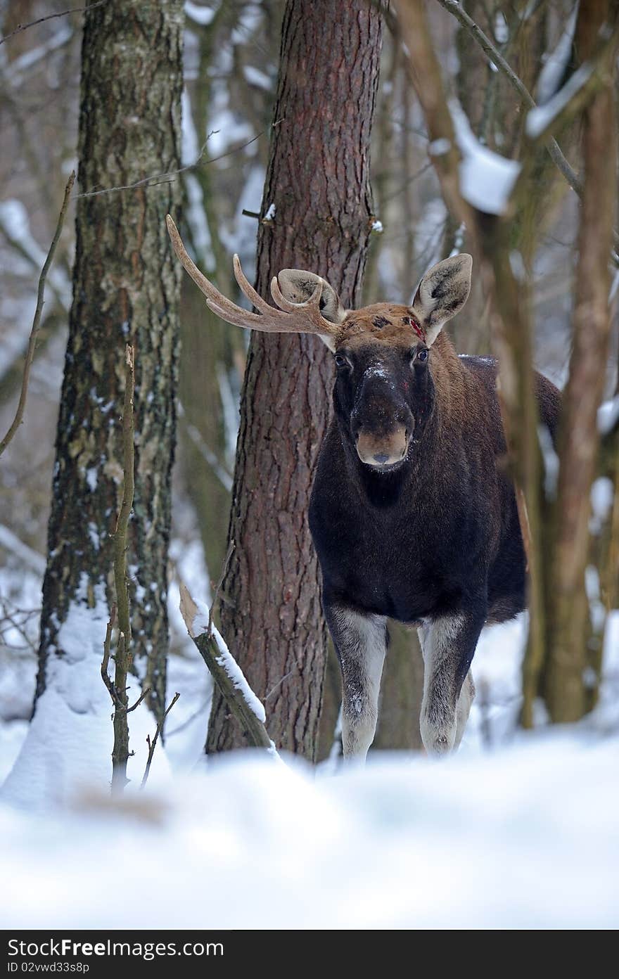 Elk