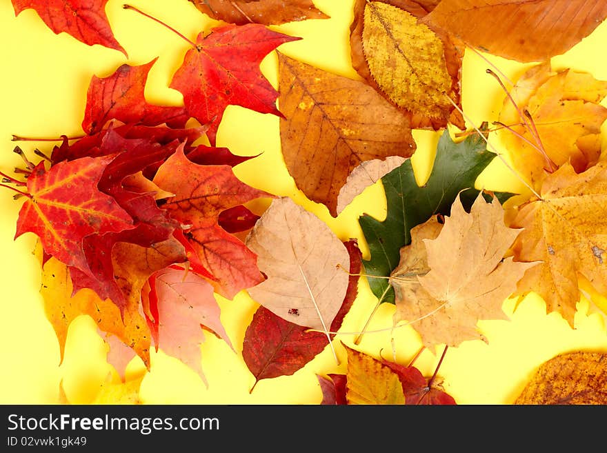 Leaves. Macro. Over yellow background