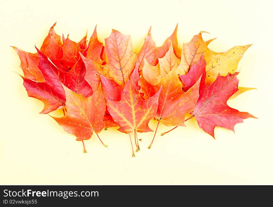 Leaves. Macro. Over yellow background