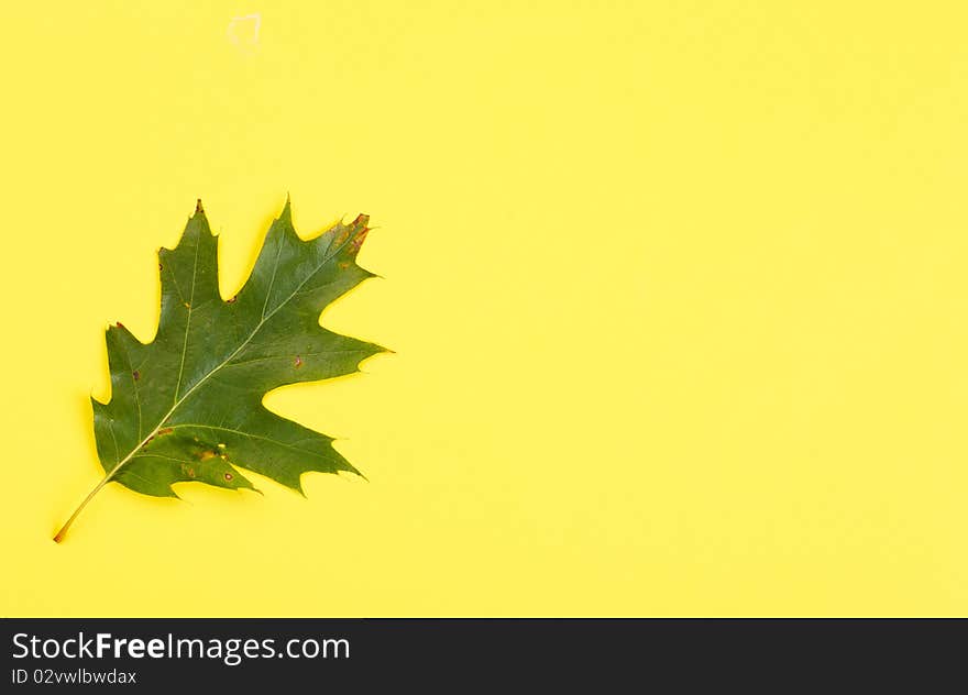 Leaves. Macro. Over yellow background