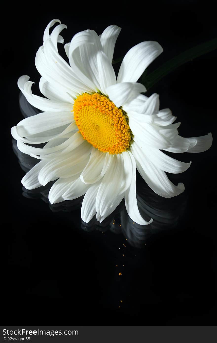 Single camomile on black background