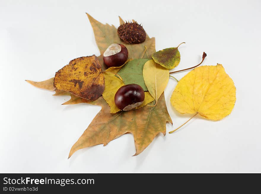 Autumn leaf sycamore chestnut with a white background. Autumn leaf sycamore chestnut with a white background