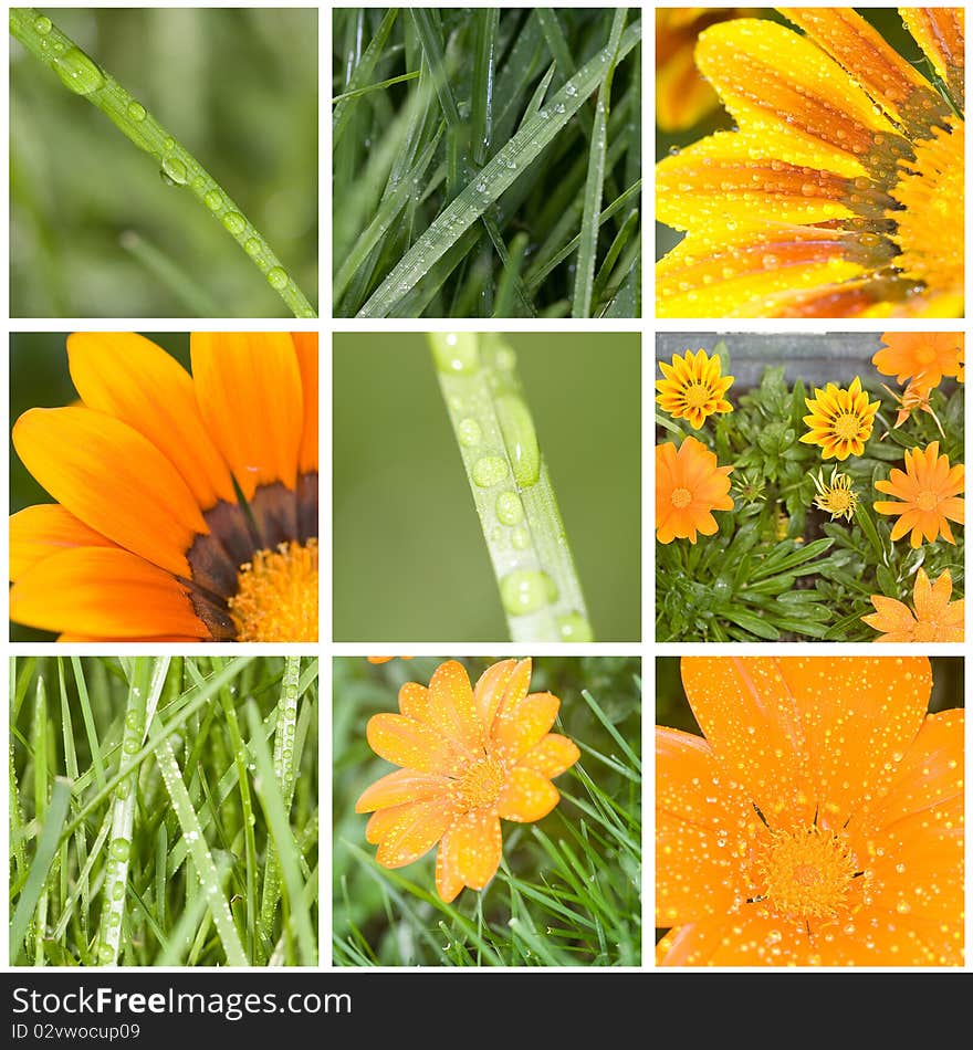 Flowers and water drops on the grass