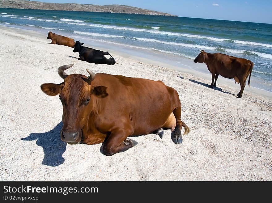 Group of cows resting at the seashore. Group of cows resting at the seashore