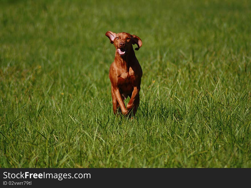 Magyar Vizsla dogs at work