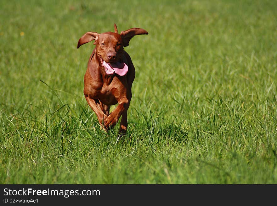 Magyar Vizsla dogs at work