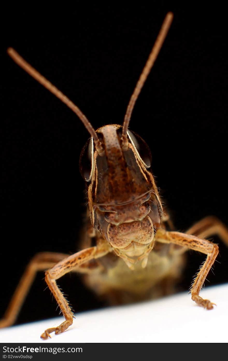 Grasshopper portrait