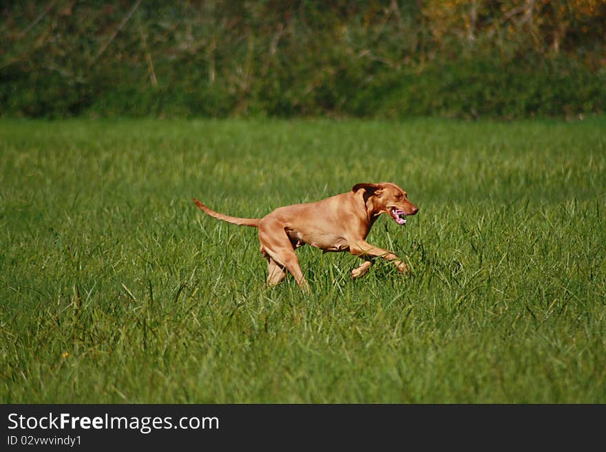 Magyar Vizsla dogs at work