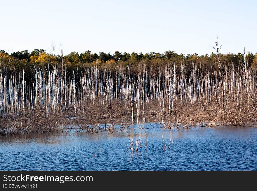 Lifeless trees in water