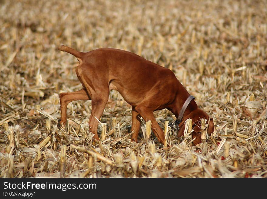 Magyar Vizsla dogs at work