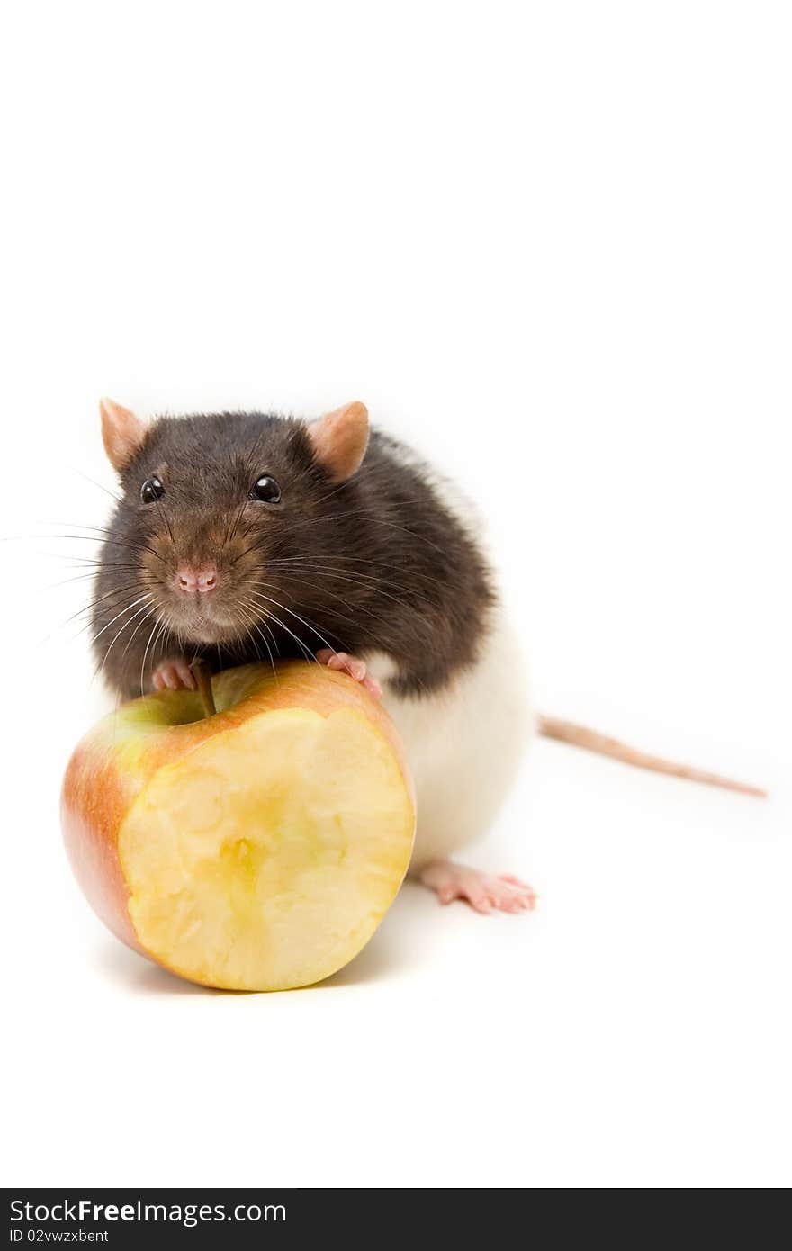 Home rat with yellow apple isolated on white