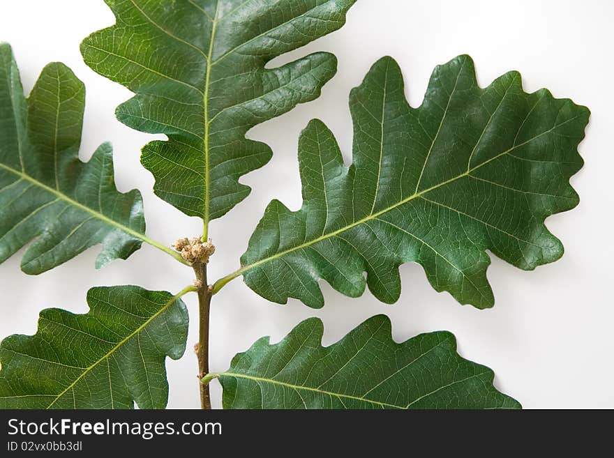 Oak leaves