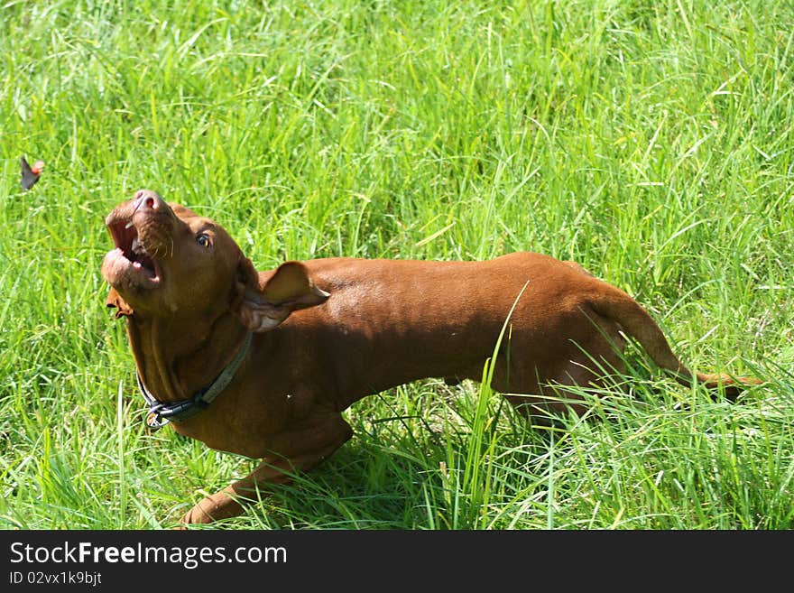 Magyar Vizsla dogs at work