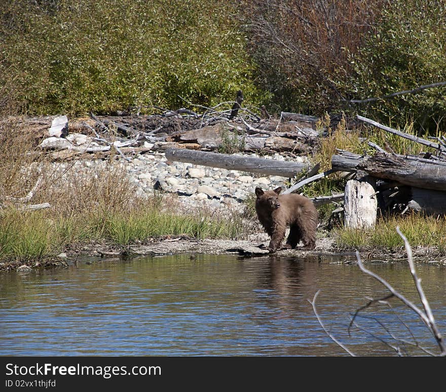 This is an image of a brown bear cub. The image was taken Sept 30, 2010 near Tahoe Lake. The cub and his mother were after the spawning salmon. This is an image of a brown bear cub. The image was taken Sept 30, 2010 near Tahoe Lake. The cub and his mother were after the spawning salmon.