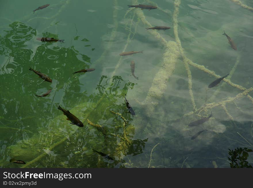 Fish feeding in clean lake water in Plitvica, Croatia. Fish feeding in clean lake water in Plitvica, Croatia