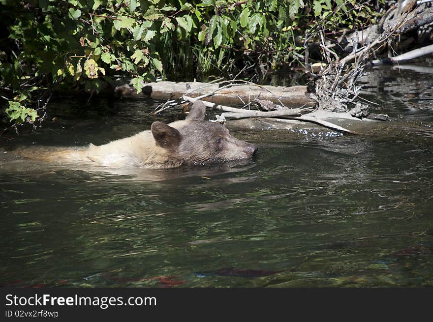 Blonde Brown Bear 2 Swimming