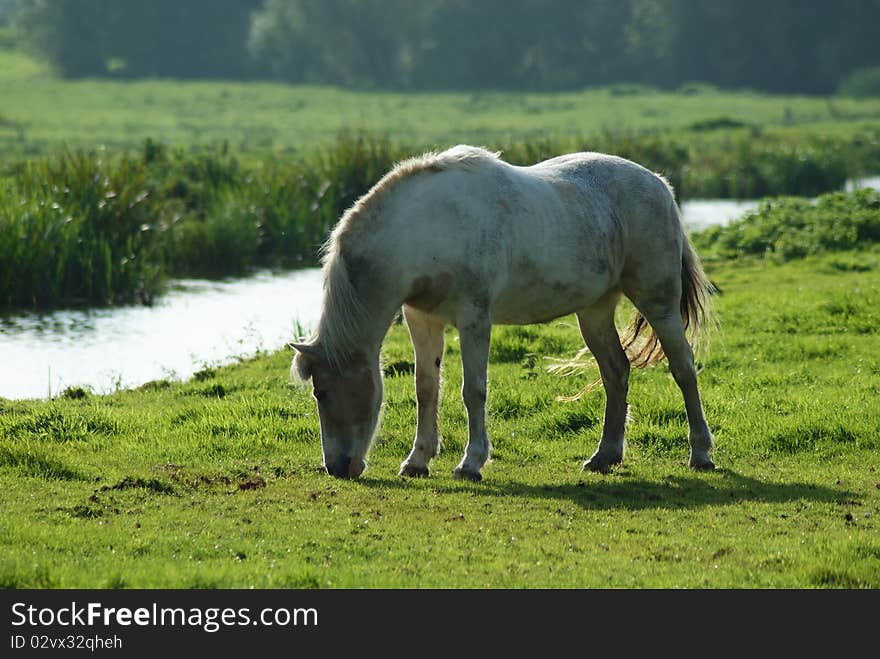 Horse in the field