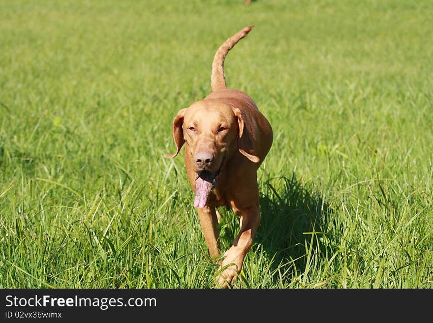 Magyar Vizsla dogs at work