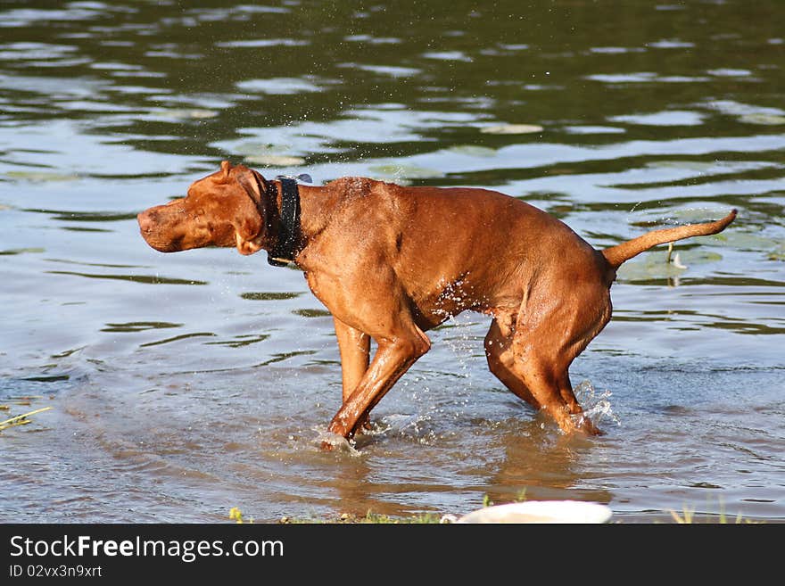 Magyar Vizsla dogs at work