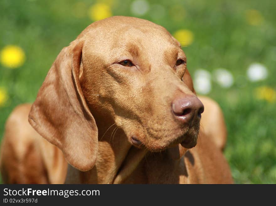 Magyar Vizsla dogs at work